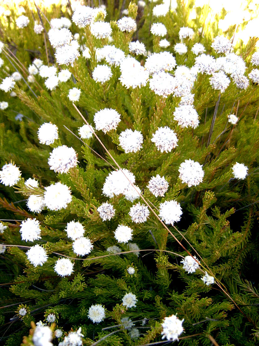 Image of Leucadendron sorocephalodes Phillips & Hutchinson