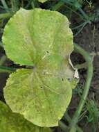 Image of Pseudoperonospora cubensis