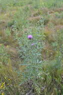 Cirsium serrulatum (M. Bieb.) Fischer的圖片