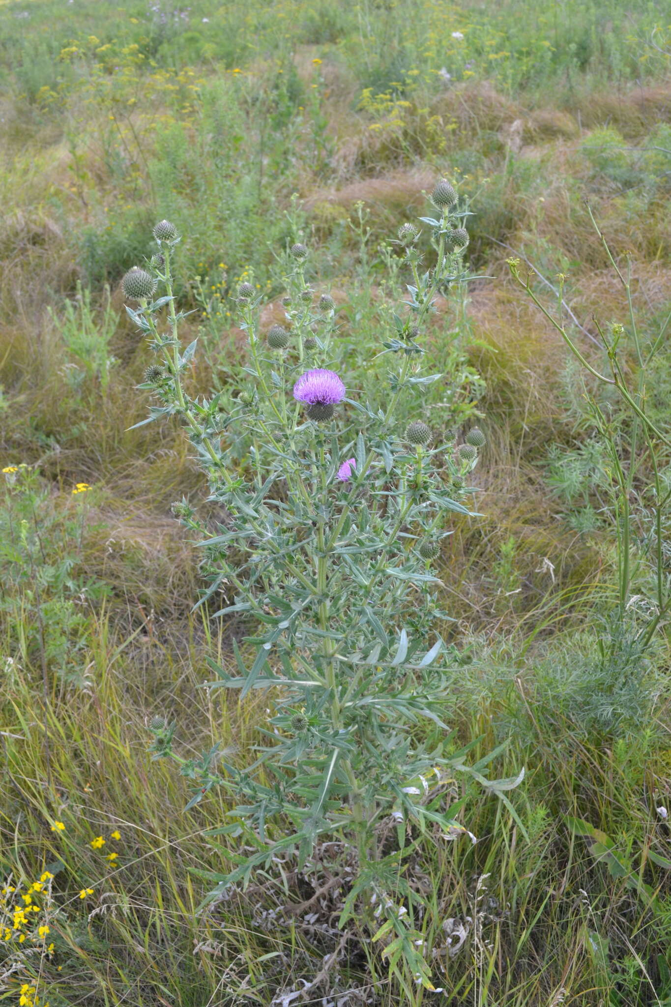 Image de Cirsium serrulatum (M. Bieb.) Fischer