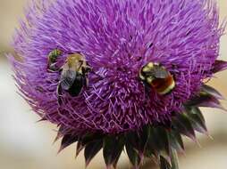 Image of Rocky Mountain Anthophora