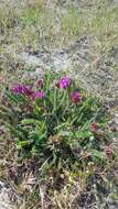 Plancia ëd Oxytropis microphylla (Pall.) DC.