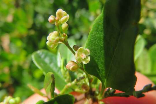 Image of Muehlenbeckia hastulata var. fascicularis (Meisn.) J. Brandbyge