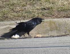 Image of Fish Crow