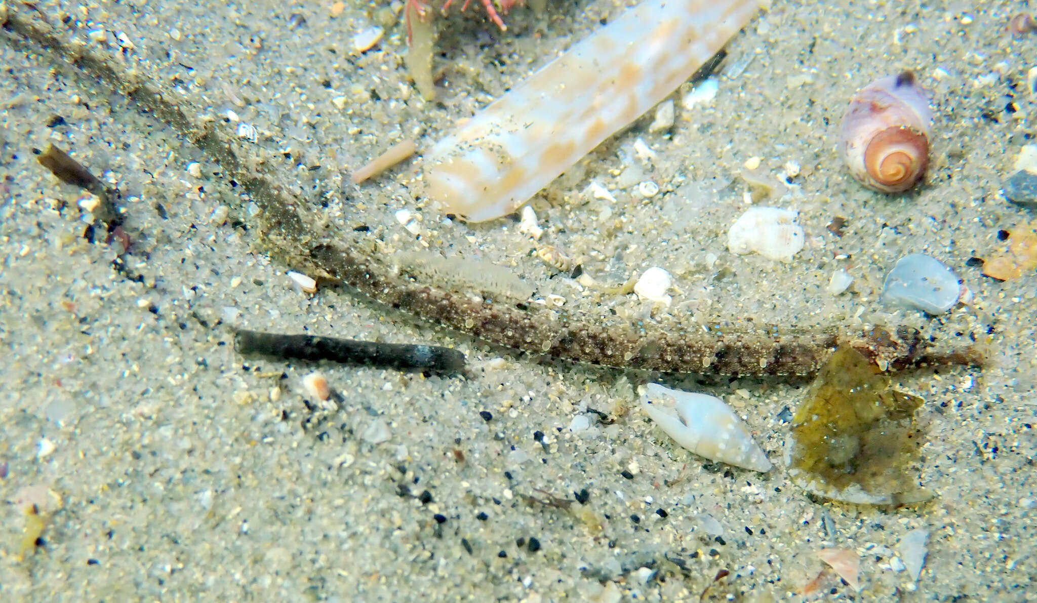 Image of Girdled pipefish