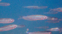 Image of Red Sea hardyhead silverside