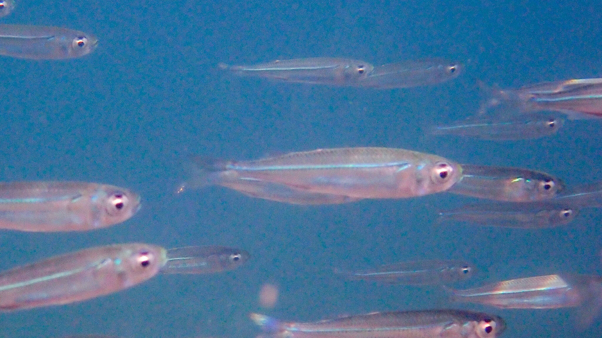 Image of Red Sea hardyhead silverside