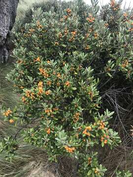 Image of Corokia macrocarpa T. Kirk