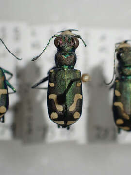 Image of Badlands tiger beetle