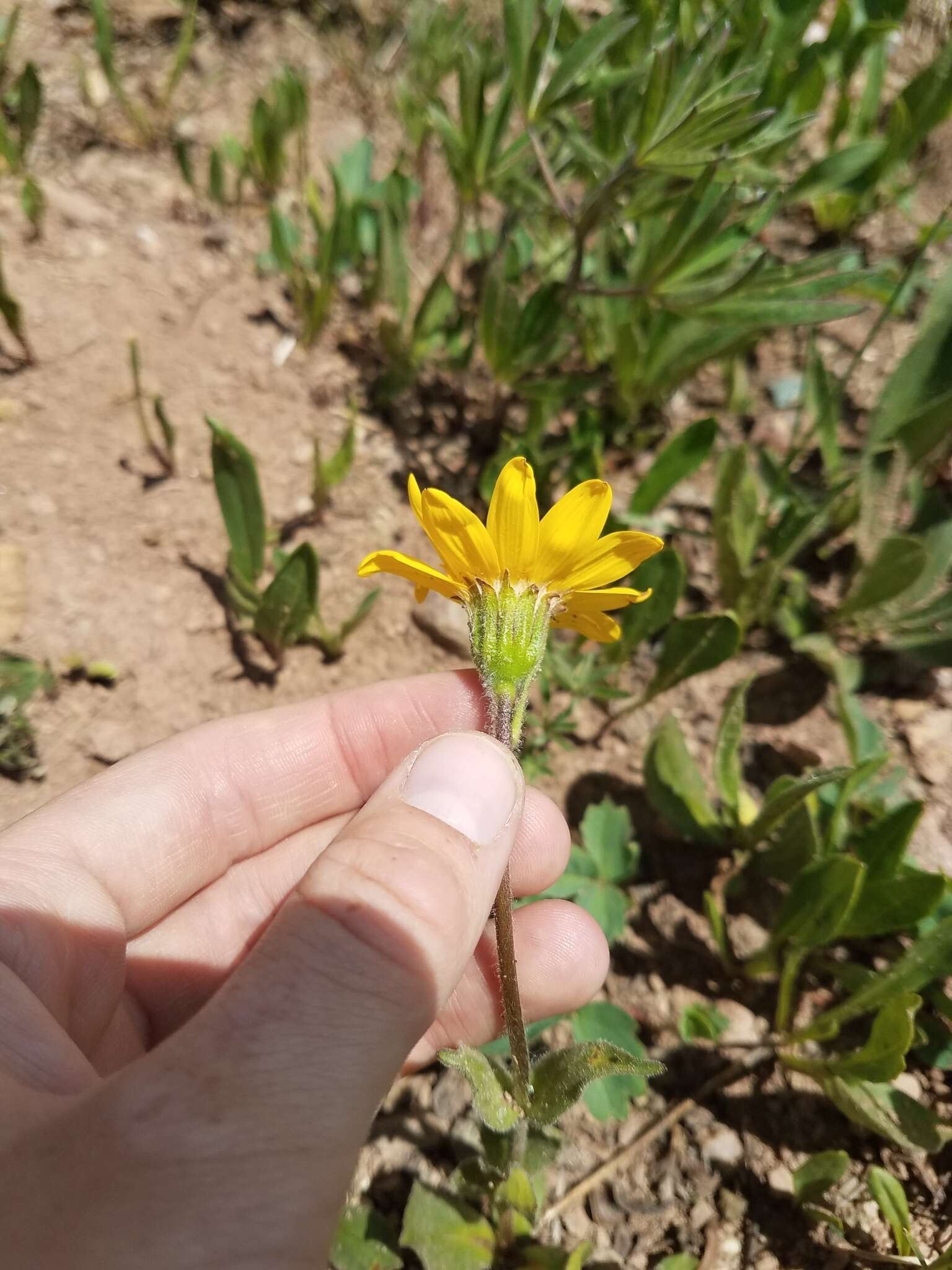 Image de Arnica rydbergii Greene