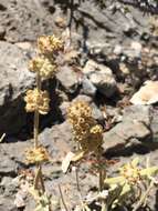 Image of Utah butterflybush