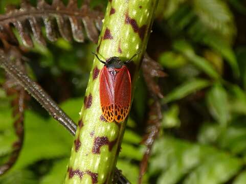 Imagem de Tomaspis biolleyi (Distant 1900)