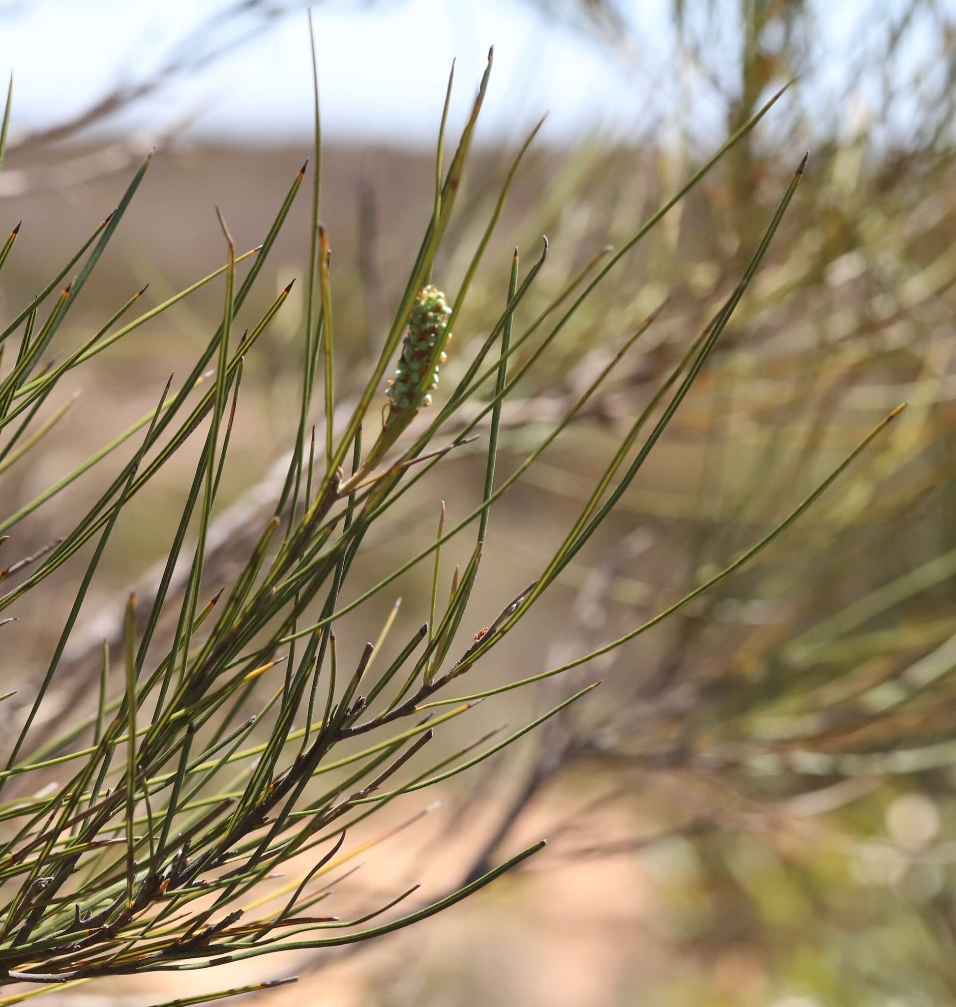 Image of Grevillea pterosperma F. Müll.