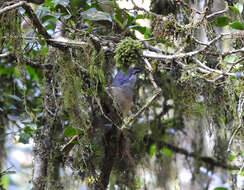 Image of Pachycephala olivacea macphersoniana White & HL 1920