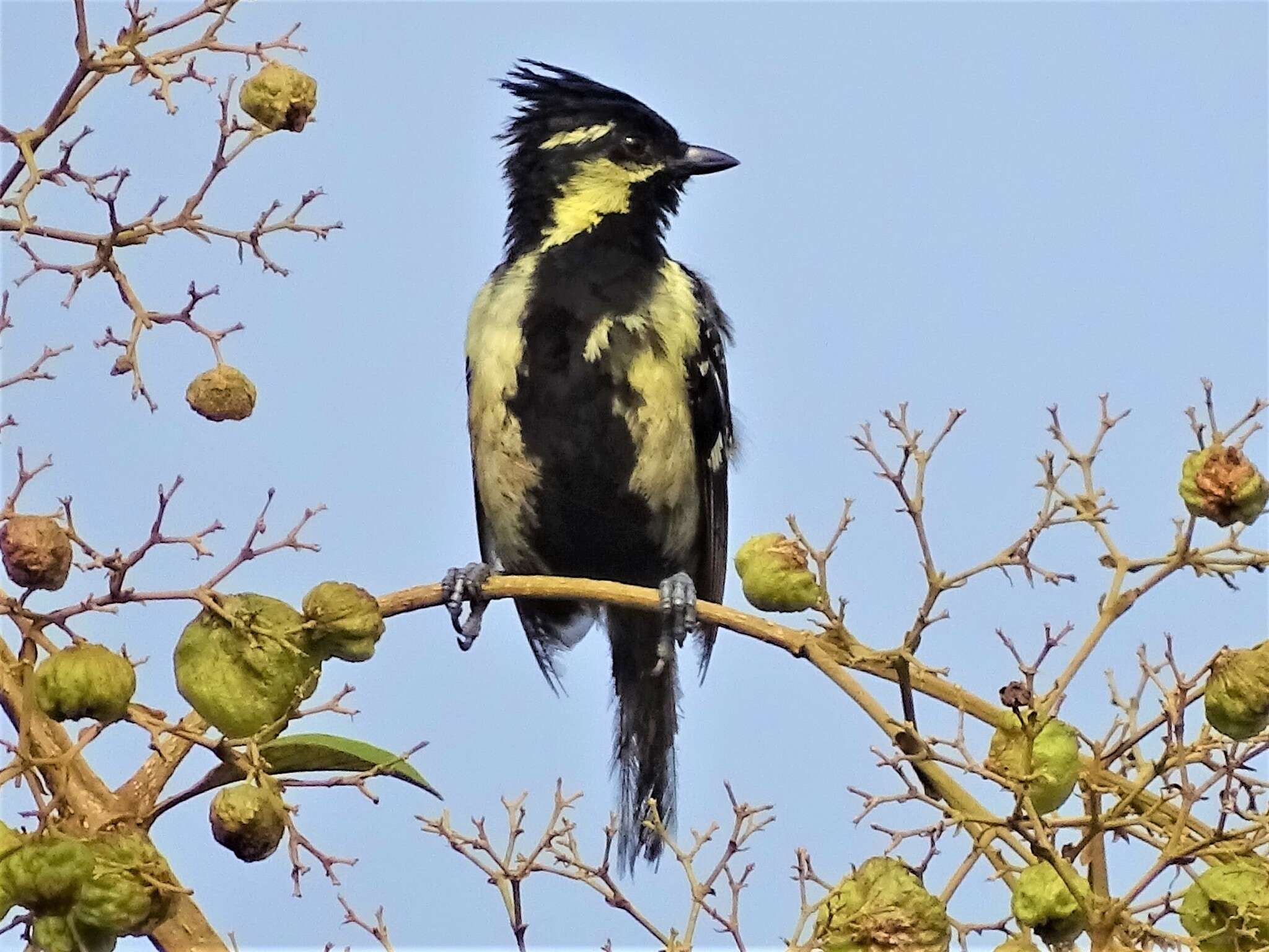 Image de Mésange jaune