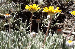 Image of Euryops othonnoides (DC.) B. Nordenst.