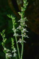 Image of Goodyera daibuzanensis Yamam.