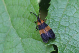 Image of Banded Net-winged Beetle