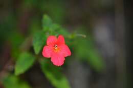 Imagem de Achimenes erecta (Lam.) H. P. Fuchs