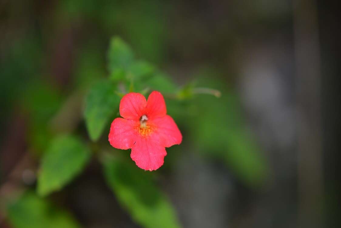 Image of Achimenes erecta (Lam.) H. P. Fuchs