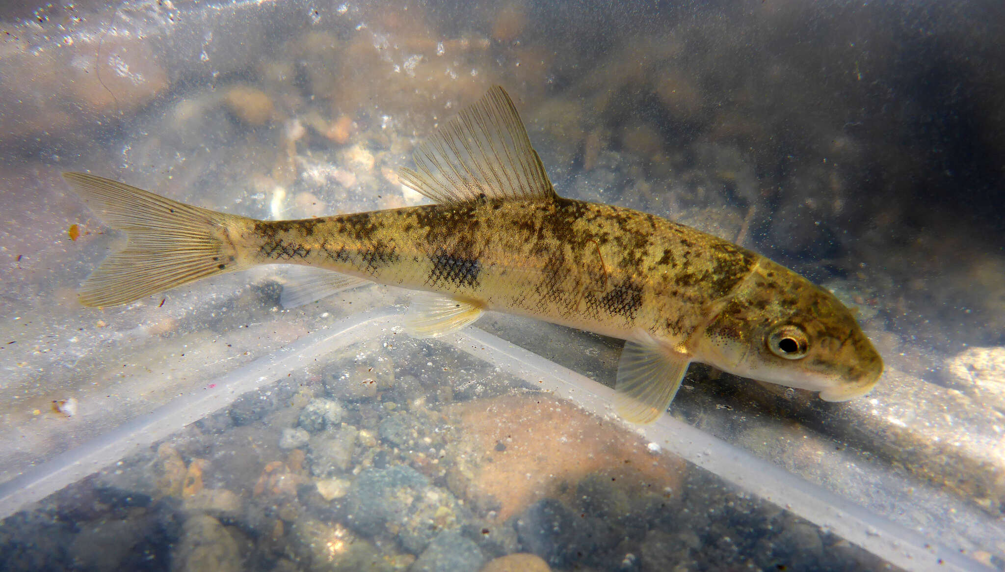 Image de Catostomus occidentalis Ayres 1854