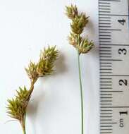 Image of quill sedge