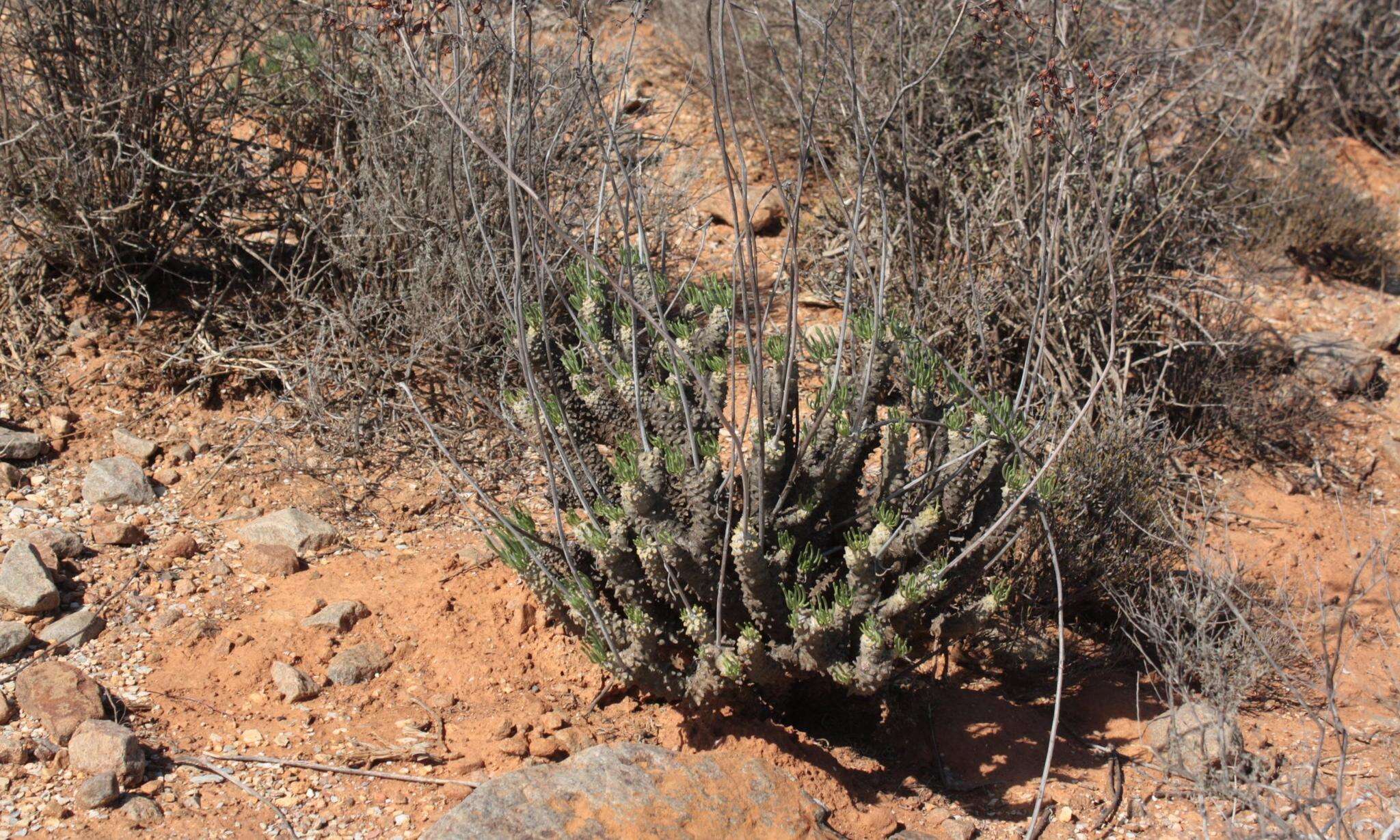 Imagem de Tylecodon wallichii subsp. ecklonianus (Harv.) H. Tölken