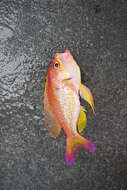 Image of Yellowfin bass