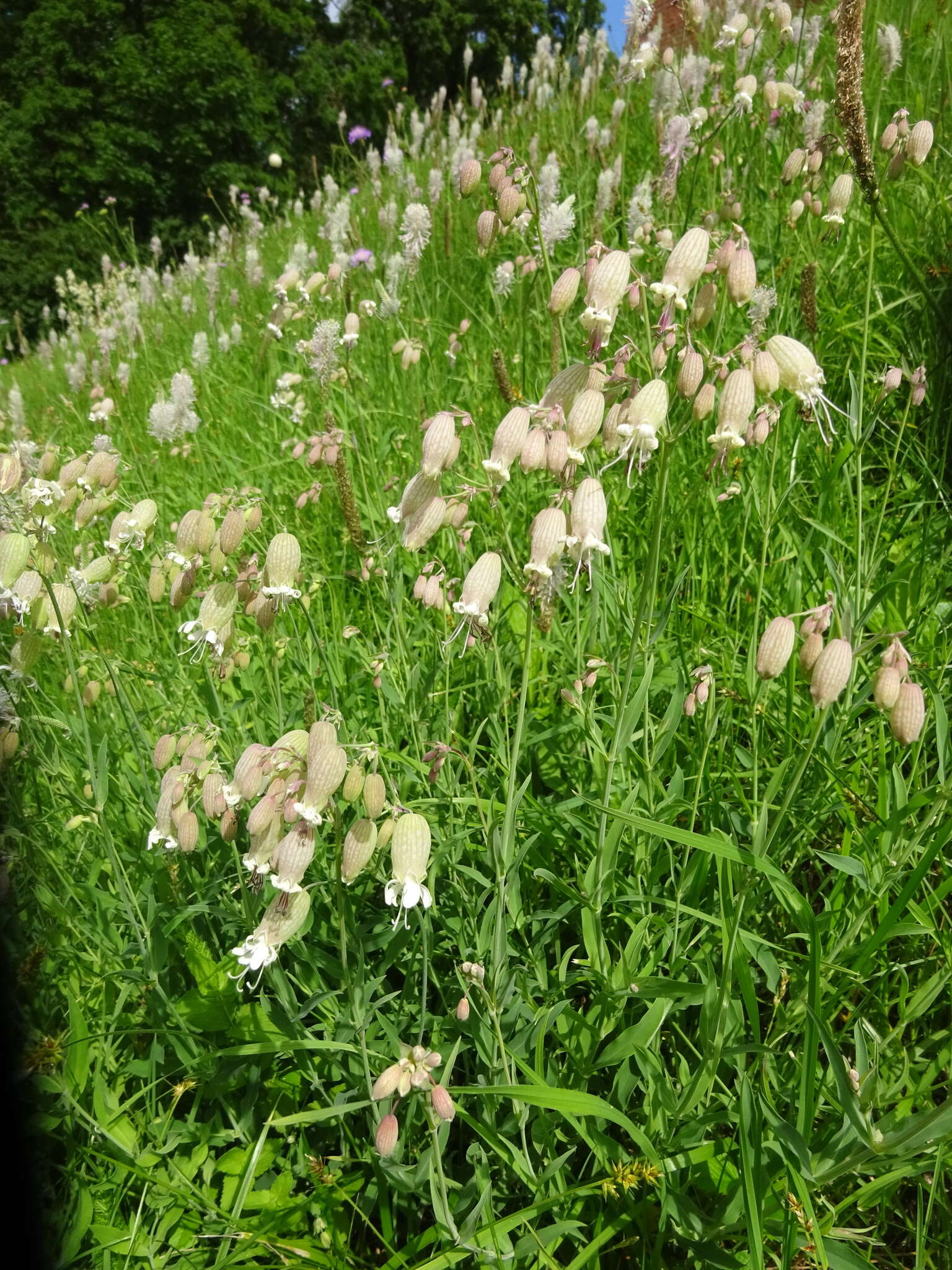 Image of Bladder Campion