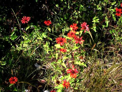 Image of Peruvian zinnia