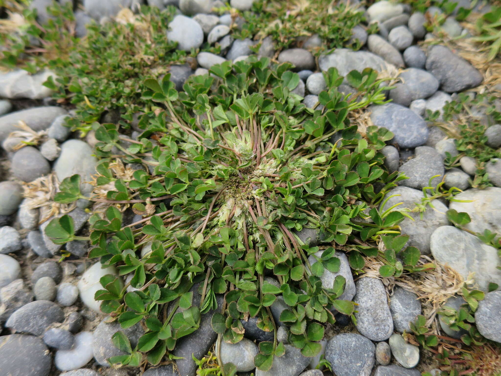 Image of suffocating clover