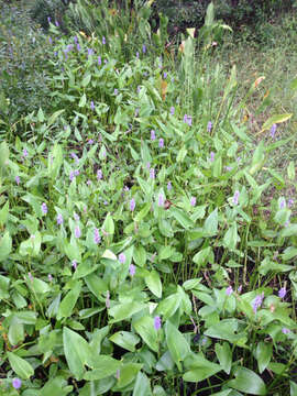 Image of pickerelweed