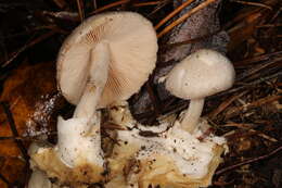 Image of Volvariella surrecta (Knapp) Singer 1951