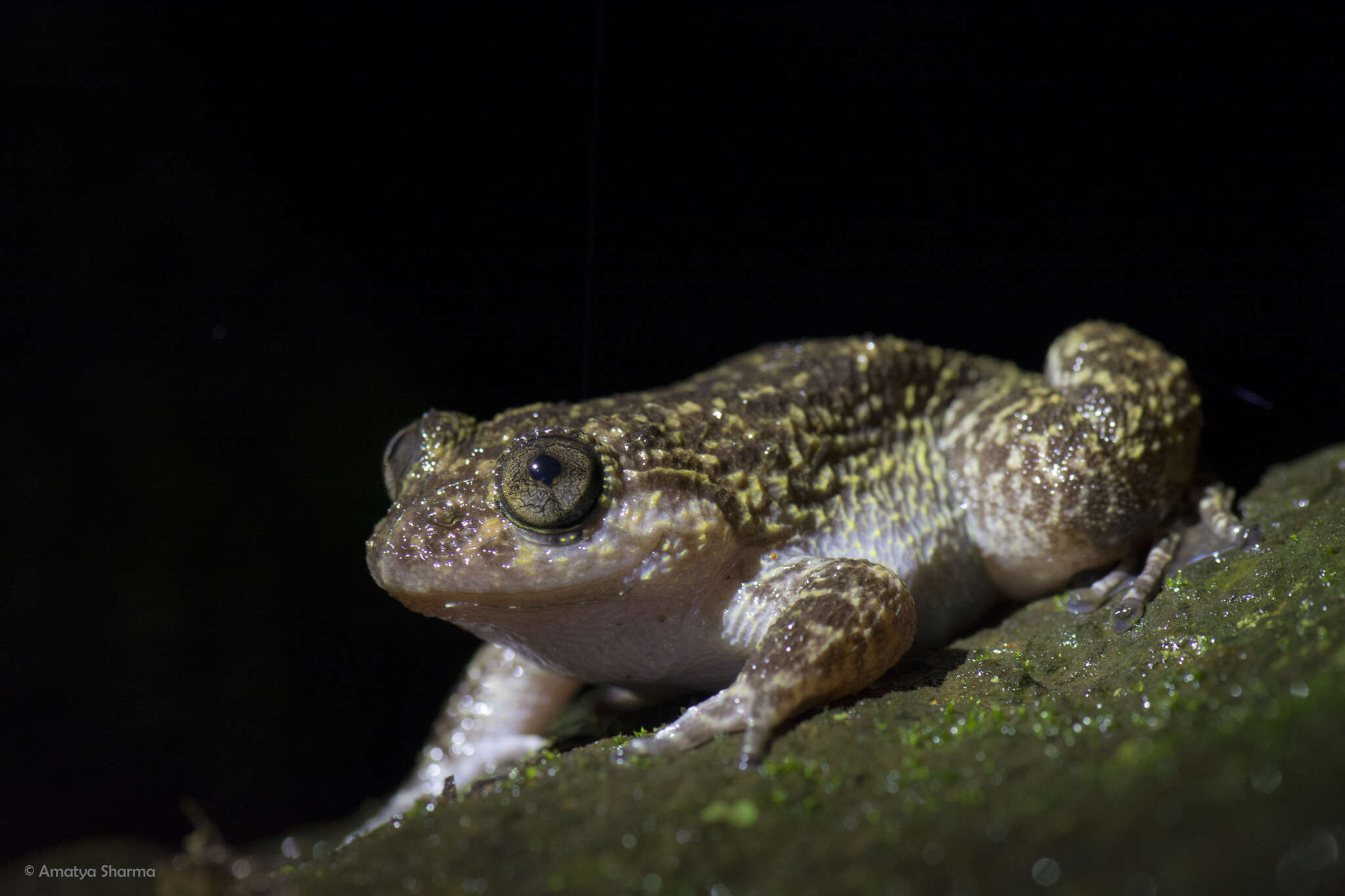 Image of Nyctibatrachus grandis Biju, Van Bocxlaer, Mahony, Dinesh, Radhakrishnan, Zachariah, Giri & Bossuyt 2011