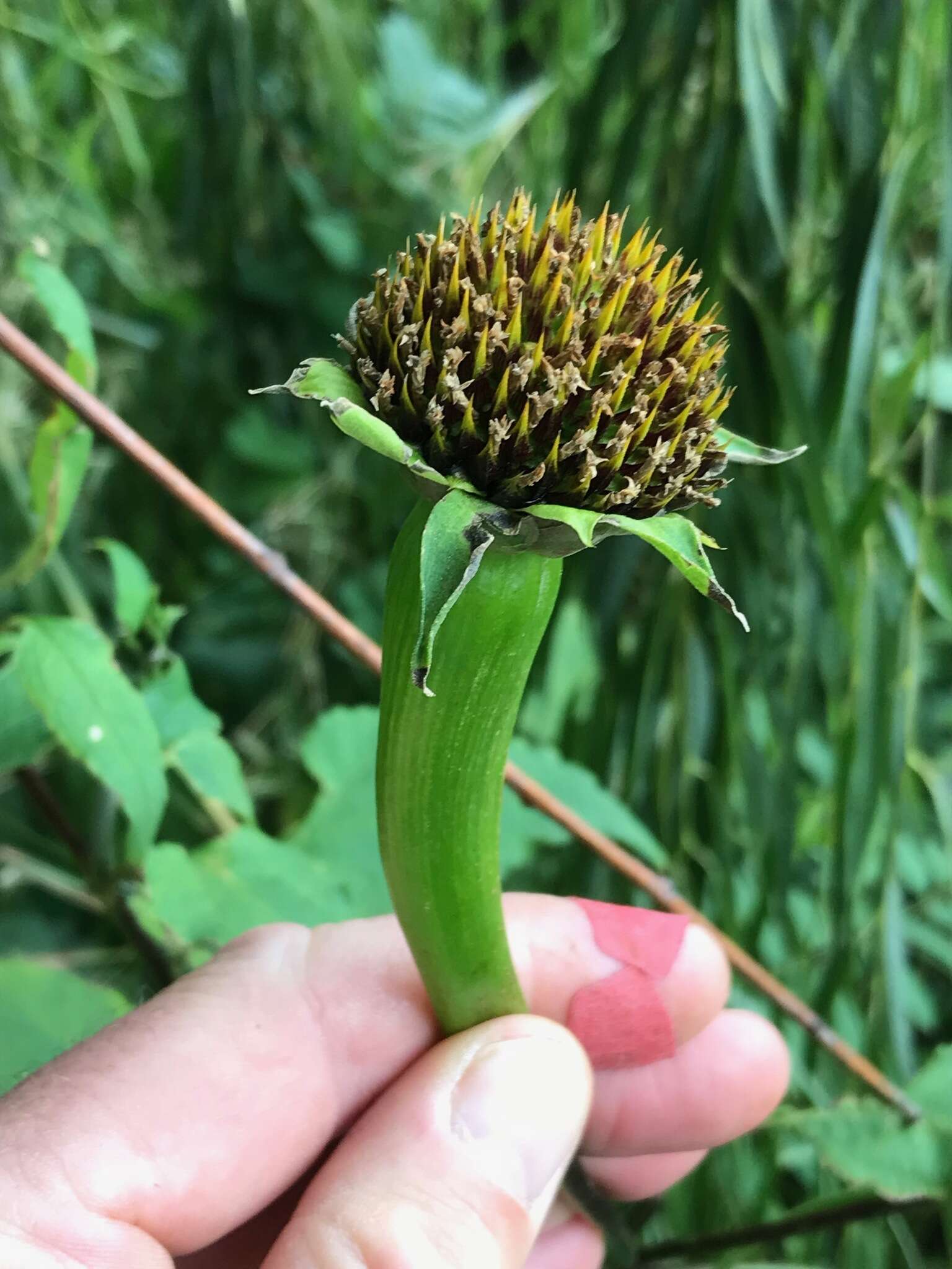 Plancia ëd Tithonia rotundifolia (P. Mill.) Blake