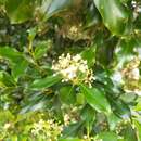 Image de Syzygium hemilamprum (F. Müll.) Craven & Biffin