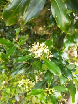 Image de Syzygium hemilamprum (F. Müll.) Craven & Biffin