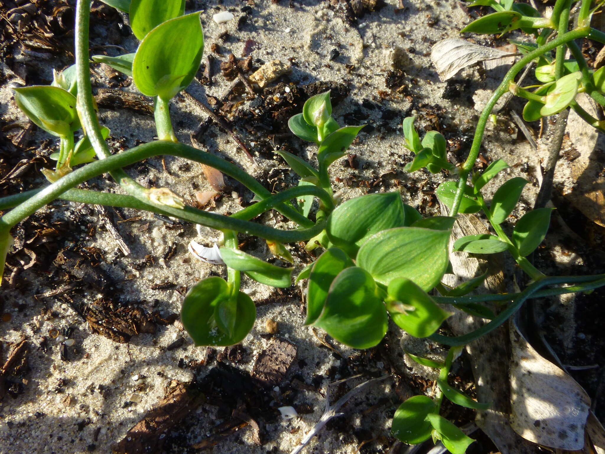 Image de Asparagus ovatus T. M. Salter