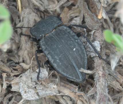 Image of Stenomorpha (Asidopsis) opaca (Say 1824)