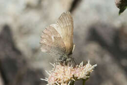 Coenonympha california Westwood (1851) resmi