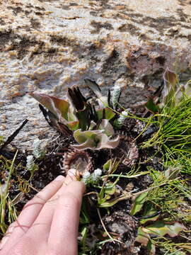 Image of harts-tongue-fern sugarbush