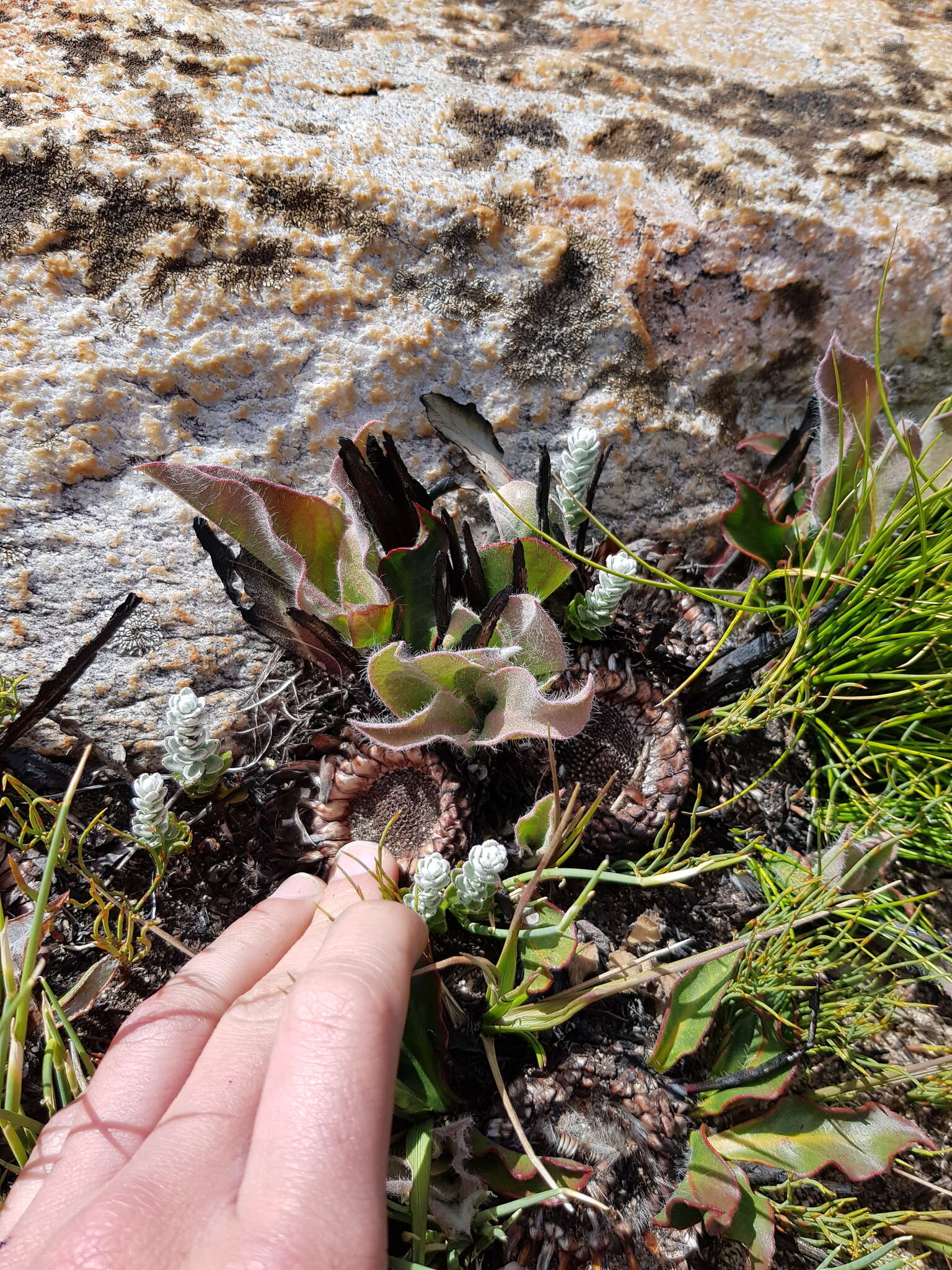 Image of harts-tongue-fern sugarbush