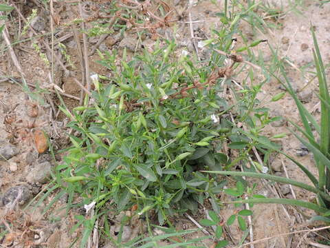 Image de Mecardonia acuminata (Walt.) Small