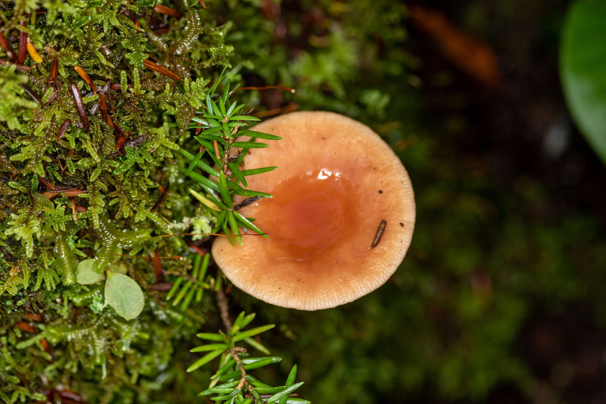 Image of Birch Milkcap