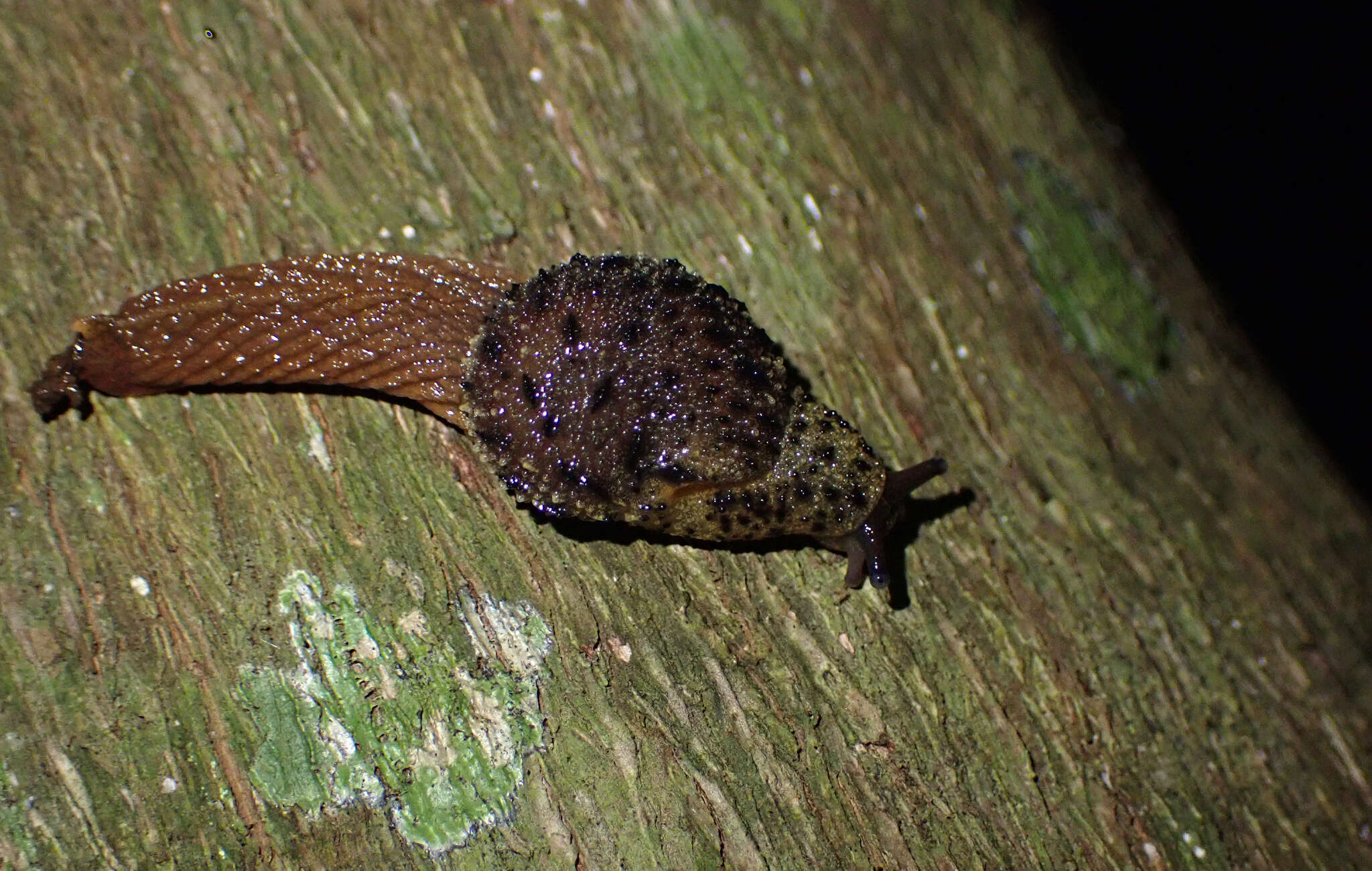 Image of Stanisicarion aquila