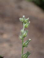 Plancia ëd Cryptantha simulans Greene