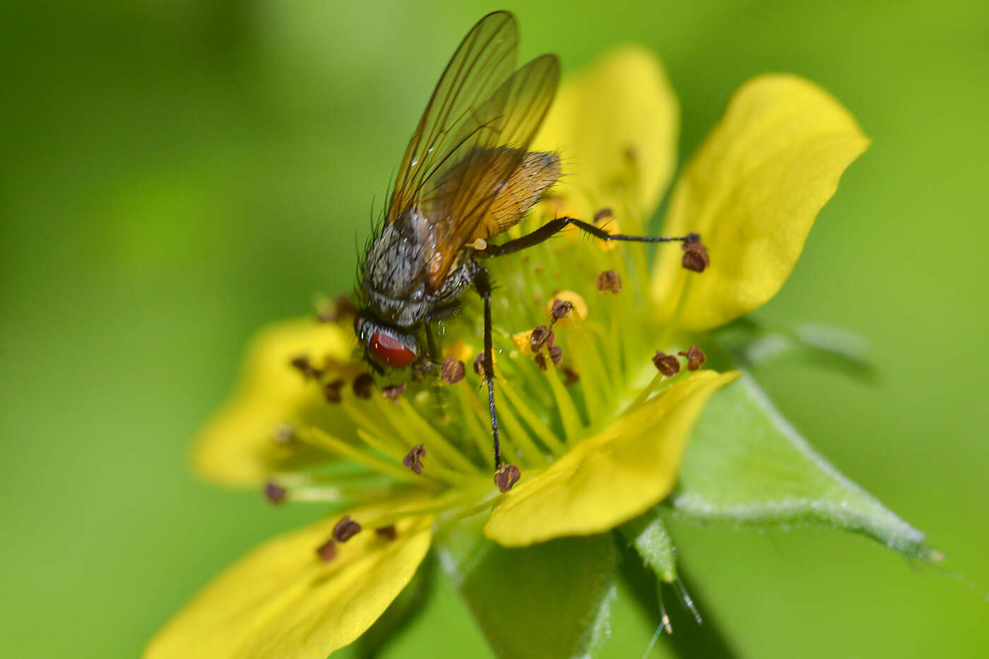 Sivun Thricops semicinereus (Wiedemann 1817) kuva