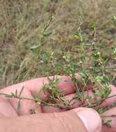 Image de Polygonum aviculare subsp. neglectum (Besser) Arcangeli