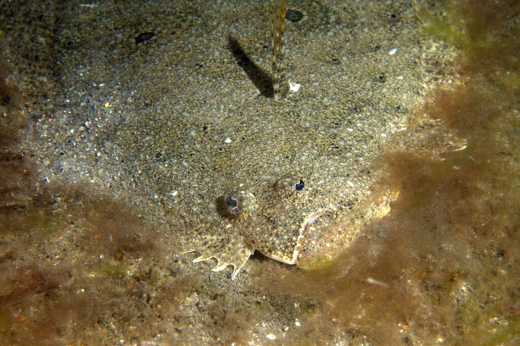 Image of Gulf Flounder