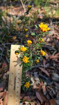 Image of Pultenaea linophylla Schrad. & Wendl.